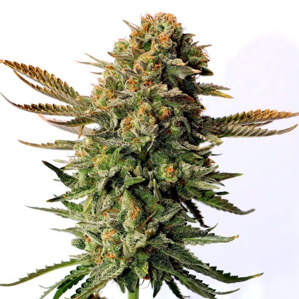 Russian Doll (Kannabia) feminizowane