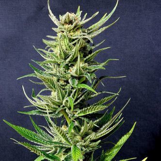 Karibbean Mango (Kannabia) feminizowane