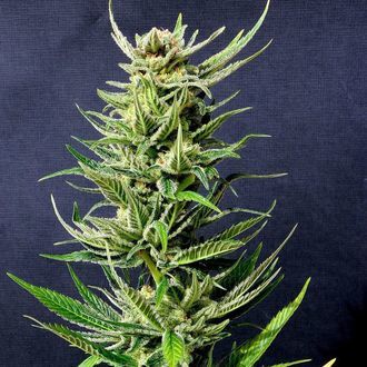 Karibbean Mango (Kannabia) feminizowane
