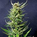 Karibbean Mango (Kannabia) feminizowane