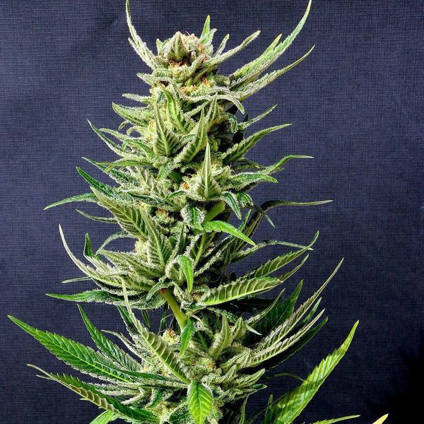 Karibbean Mango (Kannabia) feminizowane