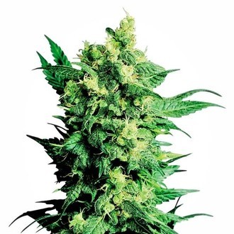 Shiva Shanti 2 (Sensi Seeds) regularne
