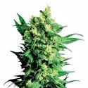 Shiva Shanti 2 (Sensi Seeds) regularne