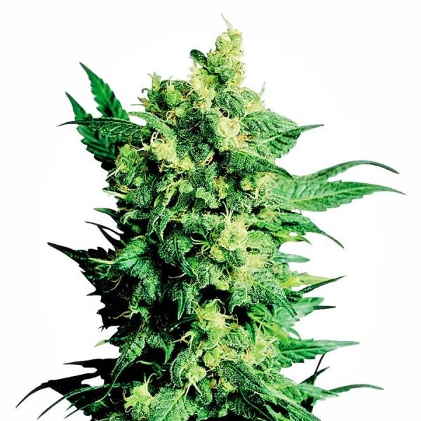 Shiva Shanti 2 (Sensi Seeds) regularne