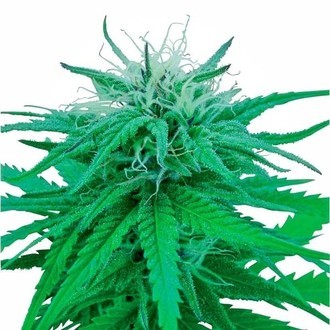 Ruderalis Indica (Sensi Seeds) regularne