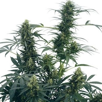 Guerrilla's Gusto (Sensi Seeds) regularne