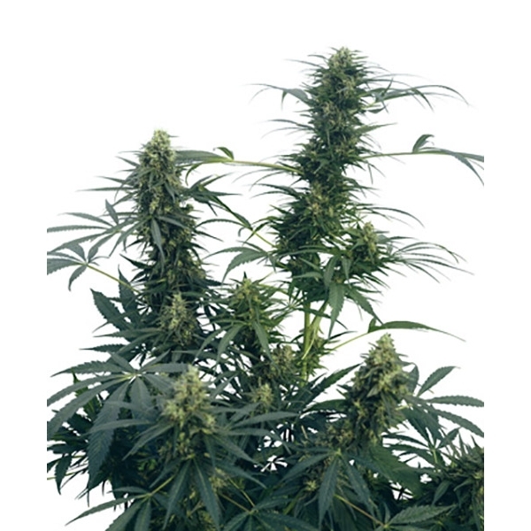 Guerrilla's Gusto (Sensi Seeds) regularne