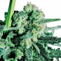 Sensi Skunk (Sensi Seeds) regularne