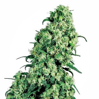 Skunk 1 (Sensi Seeds) regularne