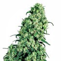 Skunk 1 (Sensi Seeds) regularne