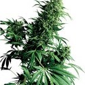 Shiva Shanti (Sensi Seeds) regularne