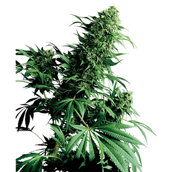 Shiva Shanti (Sensi Seeds) regularne