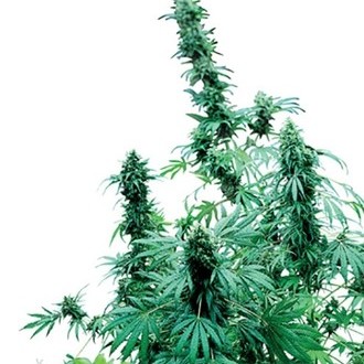 Early Skunk (Sensi Seeds) Regularne