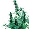 Early Skunk (Sensi Seeds) Regularne