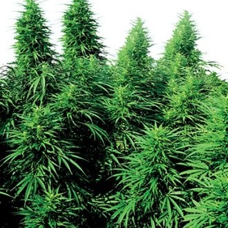 Ruderalis Skunk (Sensi Seeds) regularne