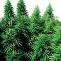 Ruderalis Skunk (Sensi Seeds) regularne