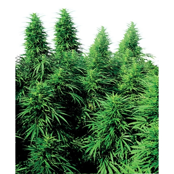 Ruderalis Skunk (Sensi Seeds) regularne