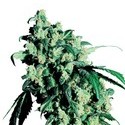 Super Skunk (Sensi Seeds) regularne