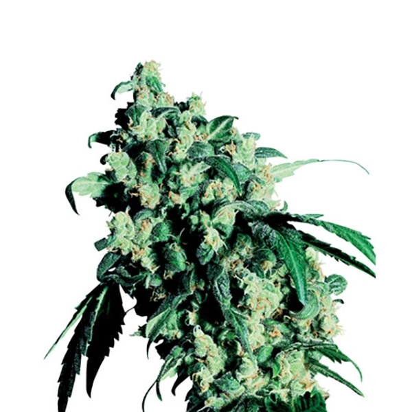 Super Skunk (Sensi Seeds) regularne
