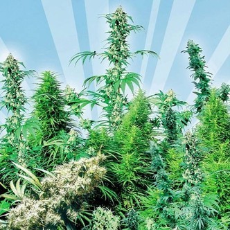 Outdoor Mix (Sensi Seeds) regularne