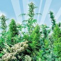 Outdoor Mix (Sensi Seeds) regularne