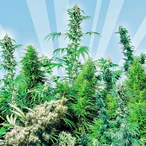 Outdoor Mix (Sensi Seeds) regularne