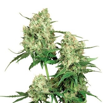 Maple Leaf Indica (Sensi Seeds) regularne