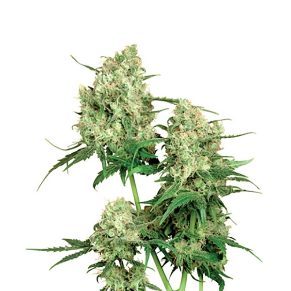 Maple Leaf Indica (Sensi Seeds) regularne