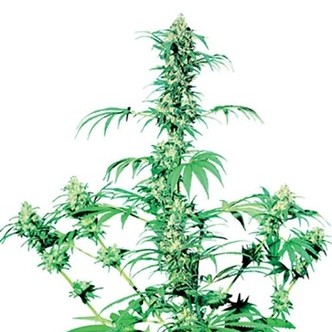 Early Girl (Sensi Seeds) regularne