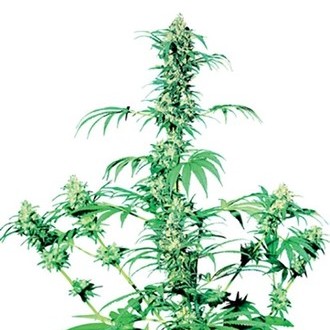 Early Girl (Sensi Seeds) regularne