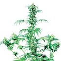 Early Girl (Sensi Seeds) regularne