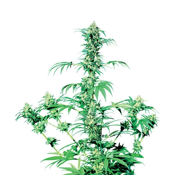 Early Girl (Sensi Seeds) regularne