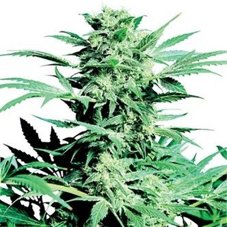 Shiva Skunk (Sensi Seeds) regularne