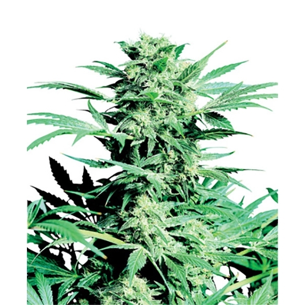 Shiva Skunk (Sensi Seeds) regularne