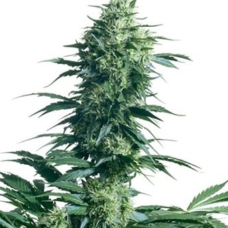 Mother's Finest (Sensi Seeds) regularne