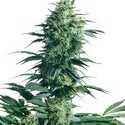 Mother's Finest (Sensi Seeds) regularne