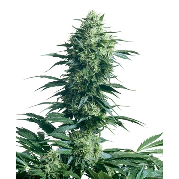Mother's Finest (Sensi Seeds) regularne