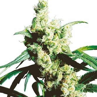 Silver Haze (Sensi Seeds) regularne