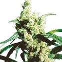 Silver Haze (Sensi Seeds) regularne