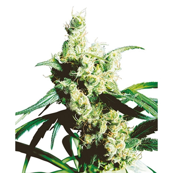 Silver Haze (Sensi Seeds) regularne