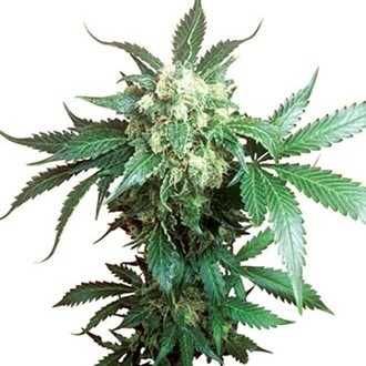 Black Domina (Sensi Seeds) Regularne