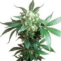 Black Domina (Sensi Seeds) Regularne