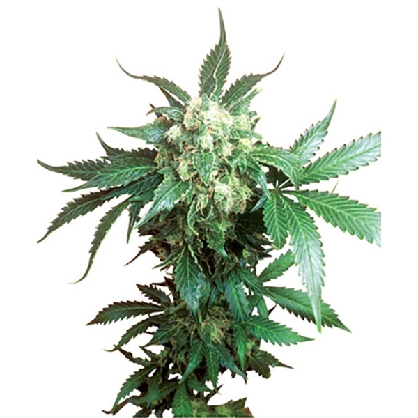 Black Domina (Sensi Seeds) Regularne