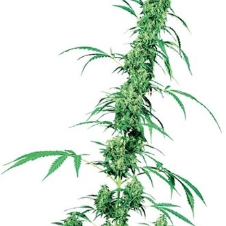 Fruity Juice (Sensi Seeds) regularne