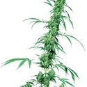 Fruity Juice (Sensi Seeds) regularne