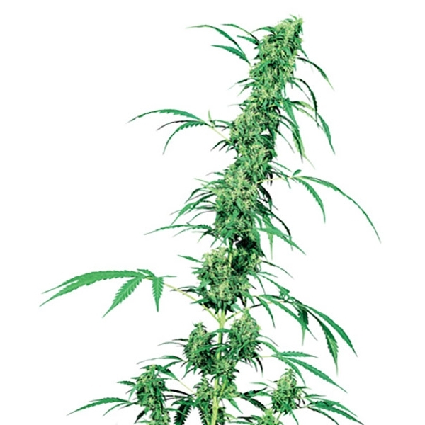 Fruity Juice (Sensi Seeds) regularne