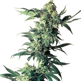 Northern Lights (Sensi Seeds) regularne