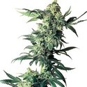 Northern Lights (Sensi Seeds) regularne