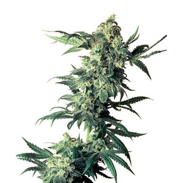 Northern Lights (Sensi Seeds) regularne