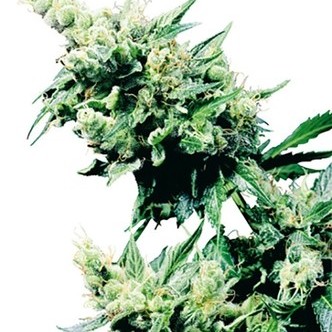 Hash Plant (Sensi Seeds) regularne
